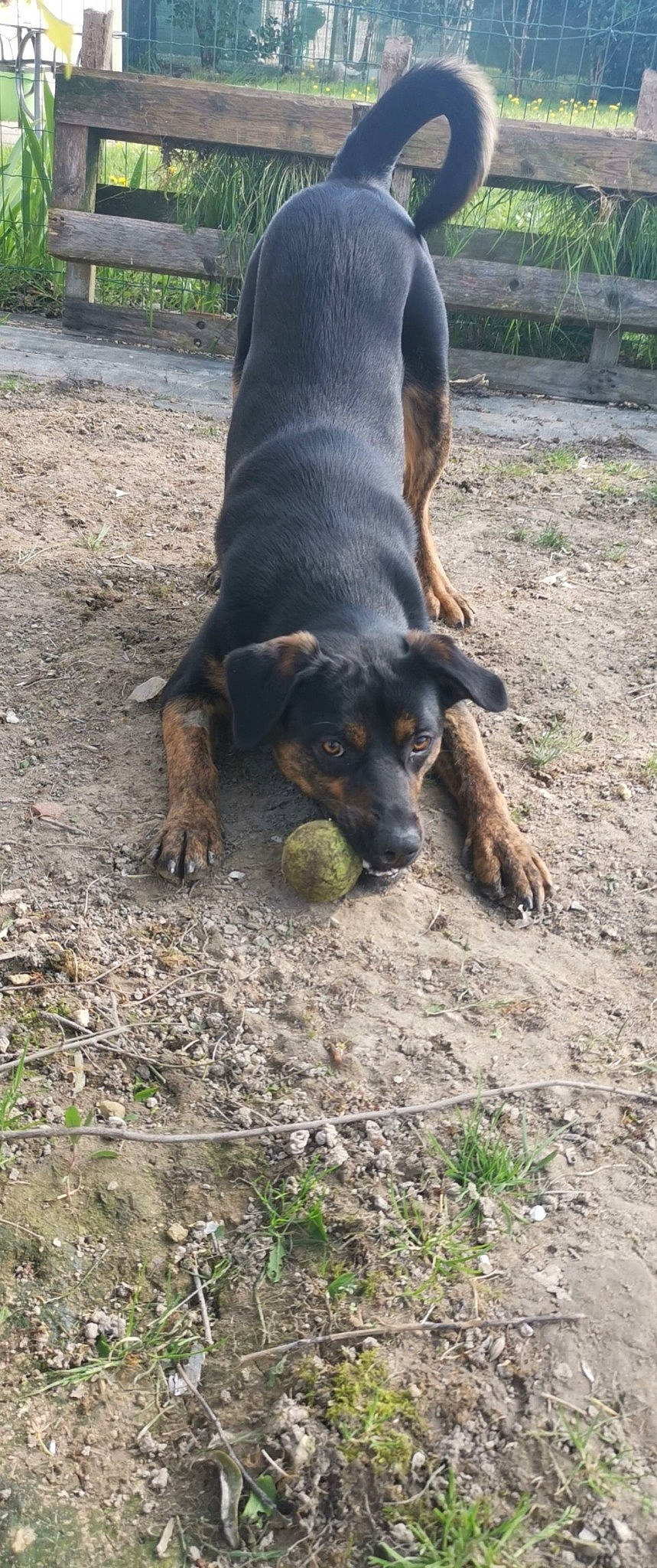 Baloo a rejoint le concours — aidez-le/la à gagner de superbes lots ! austrian_black_and_tan_hound, canidae, carnivore, dog, dog_breed, hellenikos_ichnilatis, hound, huntaway, hunting_dog, jagdterrier, lithuanian_hound, mammal, montenegrin_mountain_hound, polish_hunting_dog, rare_breed_dog, street_dog, tyrolean_hound, vertebrate