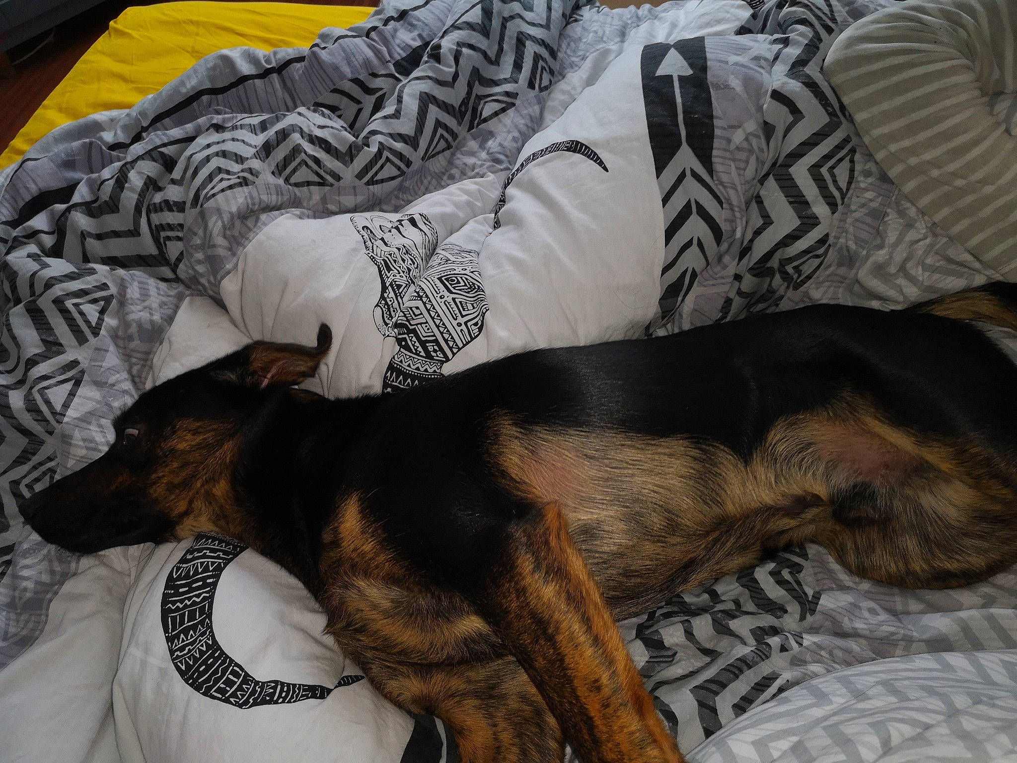 Baloo participe au concours pour gagner de l'argent avec cette photo : canidae, carnivore, comfort, dog, dog_breed, fawn, fur, lurcher, nap, sleep