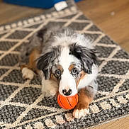 Sylvie is registered to the contest to win money with this photo: dog, toy, basketball, rug, indoor, pet, playful, animal, fur, brown, white, black, patterned_rug, floor, cute, lying_down, ears, paws, nose, small_ball
