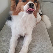 Rio participe au concours pour gagner de l'argent avec cette photo : dog, tongue_out, fluffy, brown_and_white, pet, couch, indoor, relaxed, cute, animal, paw, fur, canine, companion, home, laying_down, nose, ears, tail, friendly
