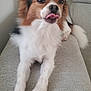 dog, tongue_out, fluffy, brown_and_white, pet, couch, indoor, relaxed, cute, animal, paw, fur, canine, companion, home, laying_down, nose, ears, tail, friendly