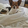 Rio a rejoint le concours — aidez-le/la à gagner de superbes lots ! dog, small_dog, pet, bedroom, blanket, white_blanket, furniture, drawer, cozy, resting, ears, fur, winking, indoor, home, comfort, cute, animal, canine, relaxed