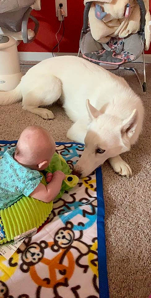 Blitz joined the competition — help win amazing prizes! canidae, child, dog_breed, nap, non_sporting_group, play, toddler