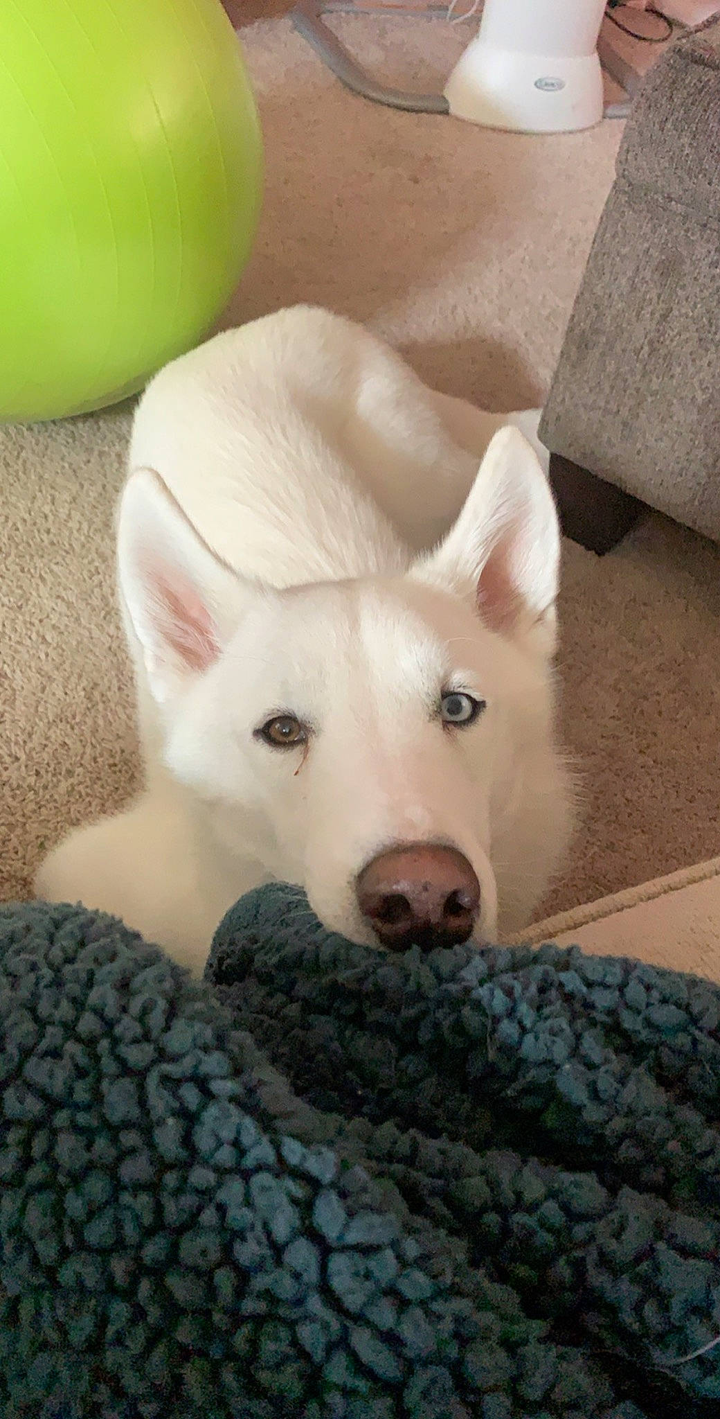 Blitz joined the competition — help win amazing prizes! berger_blanc_suisse, canaan_dog, canidae, canis, carnivore, dog, dog_breed, eye, kishu, korean_jindo_dog, mammal, nose, rare_breed_dog, sakhalin_husky, siberian_husky, skin, snout, vertebrate, white_shepherd, wolfdog