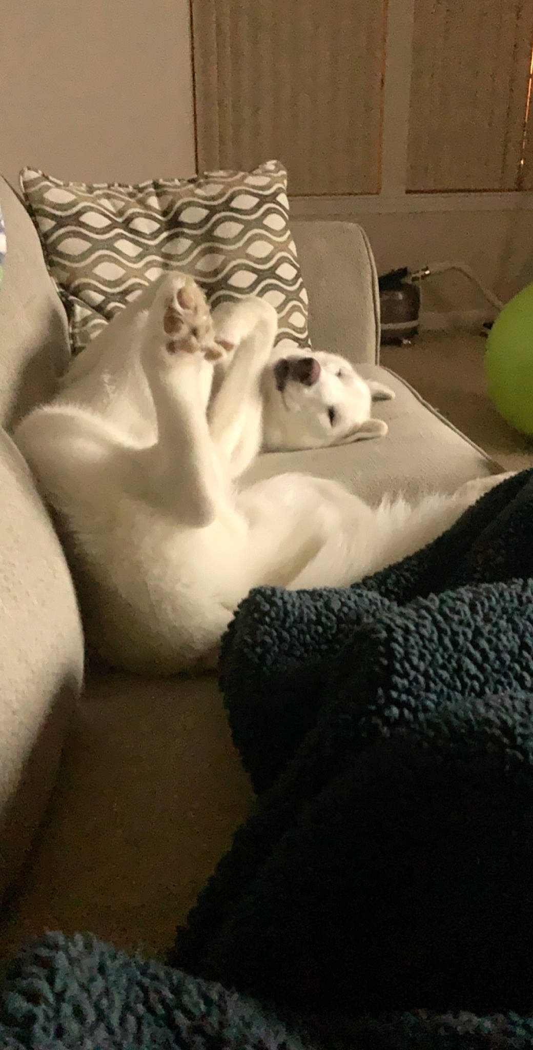 Blitz is registered to the contest to win money with this photo: canidae, carnivore, companion_dog, dog, dog_breed, furniture, non_sporting_group, room