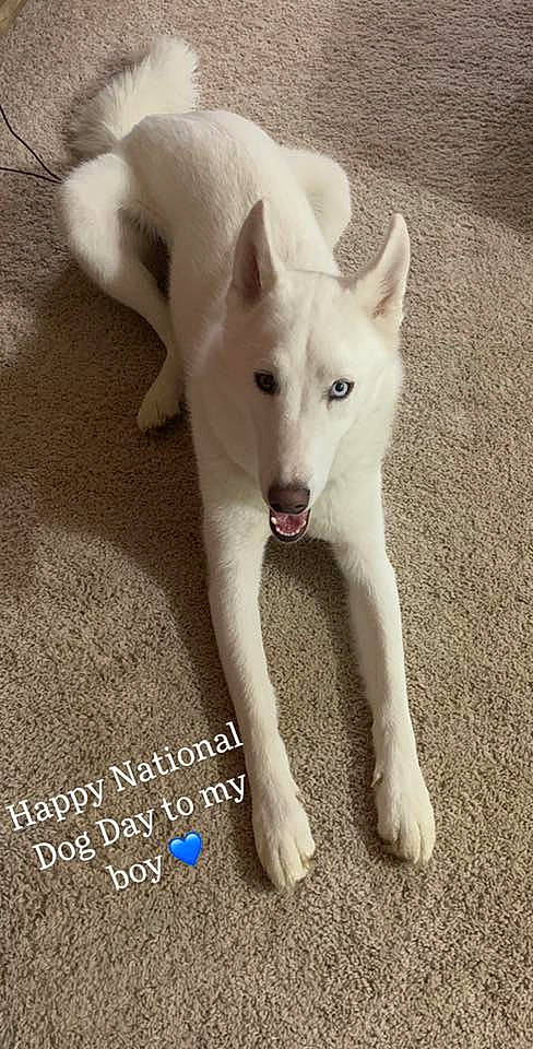 Blitz joined the competition — help win amazing prizes! ancient_dog_breeds, canaan_dog, canidae, carnivore, dog, dog_breed, kintamani, kishu, korean_jindo_dog, labrador_husky, mammal, non_sporting_group, photo_caption, pungsan_dog, rare_breed_dog, sakhalin_husky, siberian_husky, vertebrate, white_shepherd