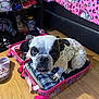 dog, bulldog, suitcase, luggage, bedroom, hello_kitty, pink, plaid, clothing, pet, paw, snout, tongue, hardwood_floor, bedspread, shelf, toy, shoe, wheel, packing