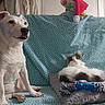 Blanky a rejoint le concours — aidez-le/la à gagner de superbes lots ! dog, cat, couch, pet, animal, indoor, toy, rope_toy, white_dog, black_and_white_cat, cushion, relaxed, sitting, patterned_fabric, home, furniture, domestic, companion, festive, santa_hat