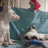 Blanky participe au concours pour gagner de l'argent avec cette photo : dog, cat, couch, blanket, toy, santa_hat, indoor, pet, white_dog, black_and_white_cat, relaxed, sitting, lying_down, furniture, home, animal, cute, domestic, resting, companion
