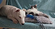 Blanky a rejoint le concours — aidez-le/la à gagner de superbes lots ! dog, cat, couch, pillow, toy, rope_toy, white_dog, black_and_white_cat, indoor, pet, resting, animal, furniture, home, relaxing, laying_down, floor, tile_floor, domestic, companion
