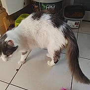 Koeurthysse a rejoint le concours — aidez-le/la à gagner de superbes lots ! animal, cat, curious, domestic, exploring, feathers, feline, floor, fluffy, food_container, gray, household, indoor, mammal, pet, pet_food, tail, tile_floor, toy, white