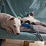 dog, cat, couch, pet, animal, white_dog, black_and_white_cat, pillow, rope_toy, indoor, relaxed, furry, companion, resting, blue_couch, patterned_fabric, floor_tiles, wooden_legs, calm, cozy
