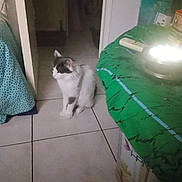 Koeurthysse participe au concours pour gagner de l'argent avec cette photo : cat, indoor, floor, tile, table, tablecloth, doorway, fabric, green, blue, gray, white, pet, animal, sitting, calm, home, cozy, domestic, quiet