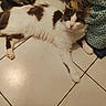 cat, indoor, floor, white, gray, feline, pet, animal, relaxed, curious, tile, patterned_fabric, domestic, whiskers, paws, fur, laying, eyes, closeup, household