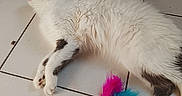 Koeurthysse participe au concours pour gagner de l'argent avec cette photo : animal, bell, black_spots, blue_feather, cat, cat_food, feather_toy, floor, fur, indoor, lying_down, paw, pet, pet_food_container, pink_feather, plate, relaxed, sleeping, tile_floor, white_cat