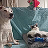 dog, cat, couch, blanket, toy, indoor, pet, white_dog, black_and_white_cat, furniture, relaxed, alert, sitting, lying_down, rope_toy, santa_hat, home, cozy, animal, companion
