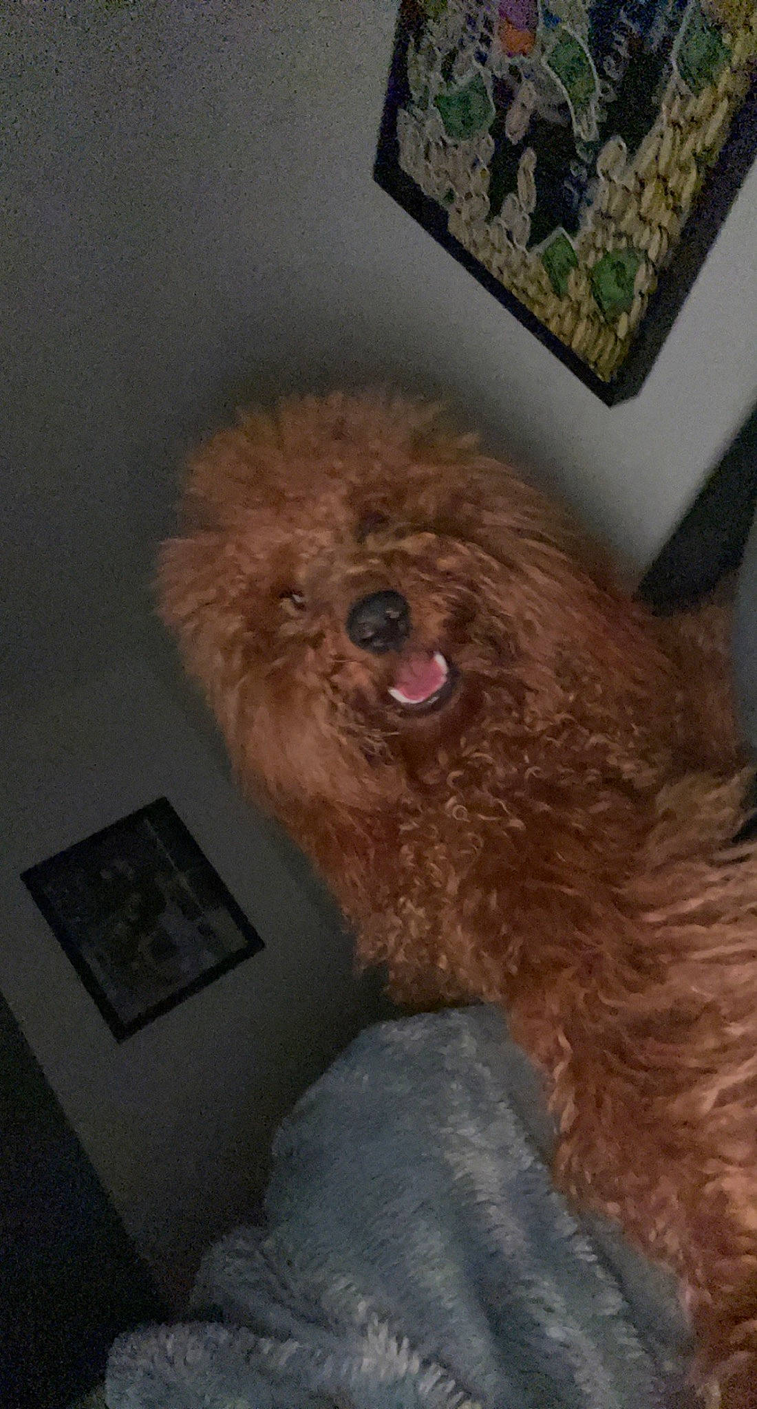 Doodle is registered to the contest to win money with this photo: canidae, carnivore, companion_dog, dog, dog_breed, fur, liver, picture_frame, poodle, poodle_crossbreed, room, small_terrier, snout, sporting_group, terrestrial_animal, terrier, toy_dog, vertebrate, water_dog, working_animal