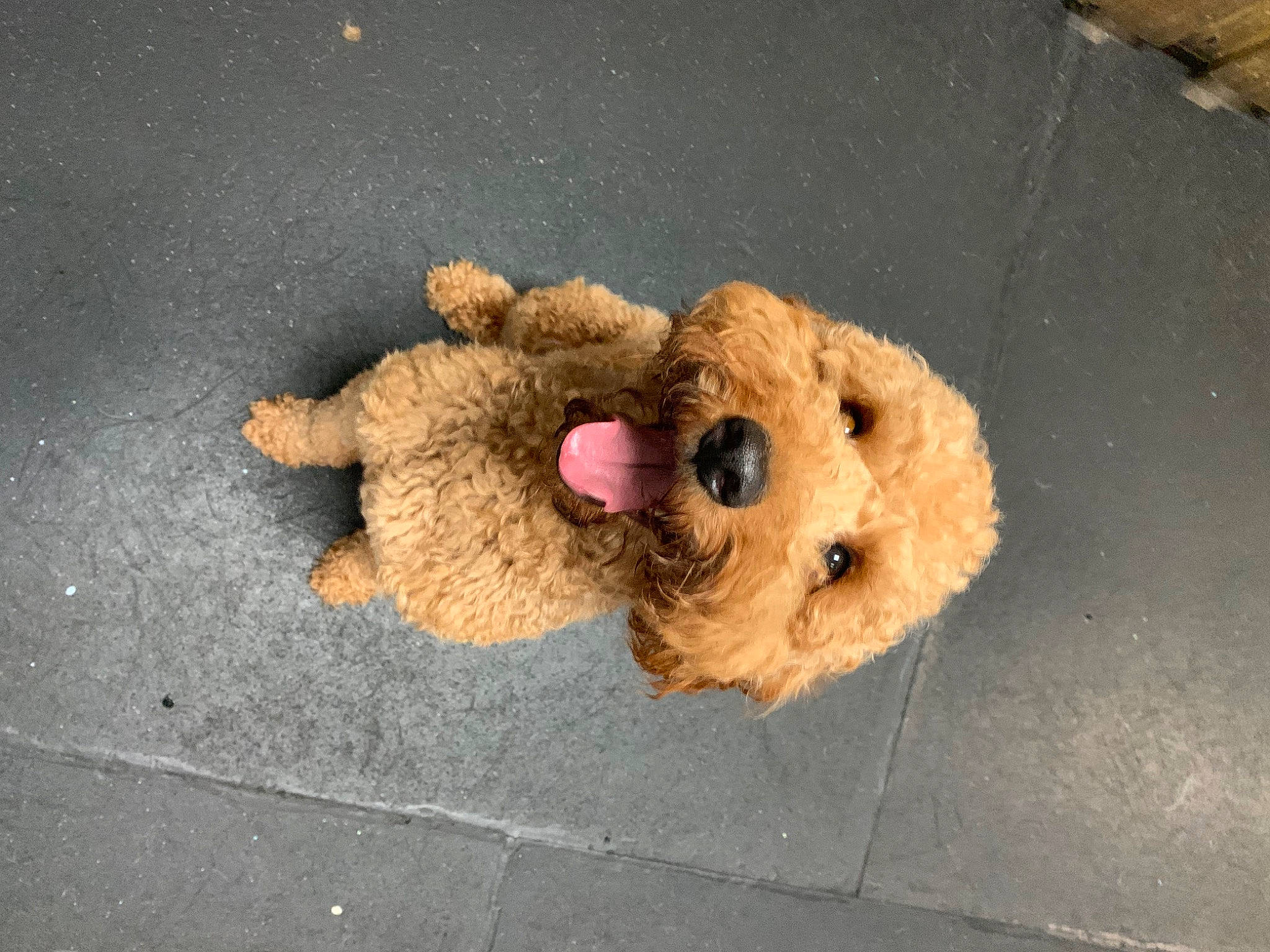 Doodle is registered to the contest to win money with this photo: bear, companion_dog, dog_breed, eye, fawn, fur, plush, snout, stuffed_toy, teddy_bear, toy