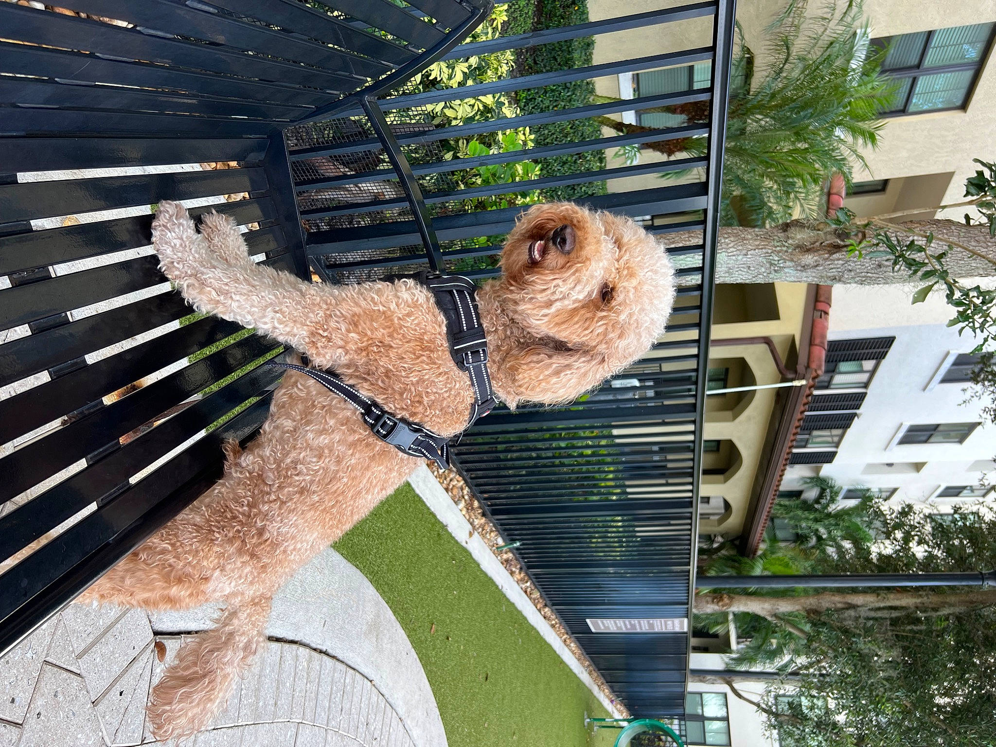Doodle is registered to the contest to win money with this photo: building, carnivore, companion_dog, dog, dog_breed, facade, fawn, felidae, fur, grass, house, mammal, mesh, metal, palm_tree, plant, tail, tree, window, wood