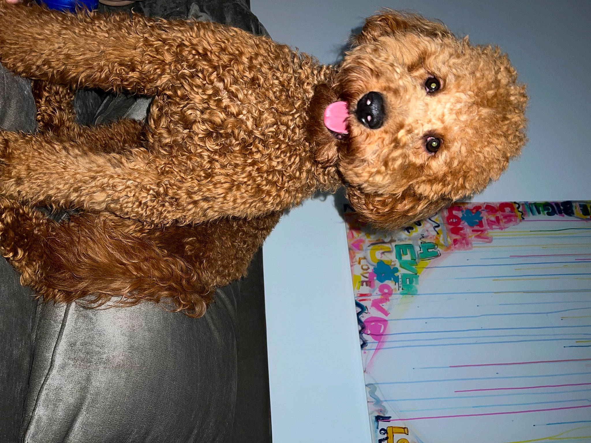 Doodle Ballin is registered to the contest to win money with this photo: bow_tie, canidae, carnivore, companion_dog, crochet, dog, dog_breed, fashion_accessory, fawn, fur, pattern, plush, poodle, snout, sporting_group, stuffed_toy, teddy_bear, toy, toy_dog, wool