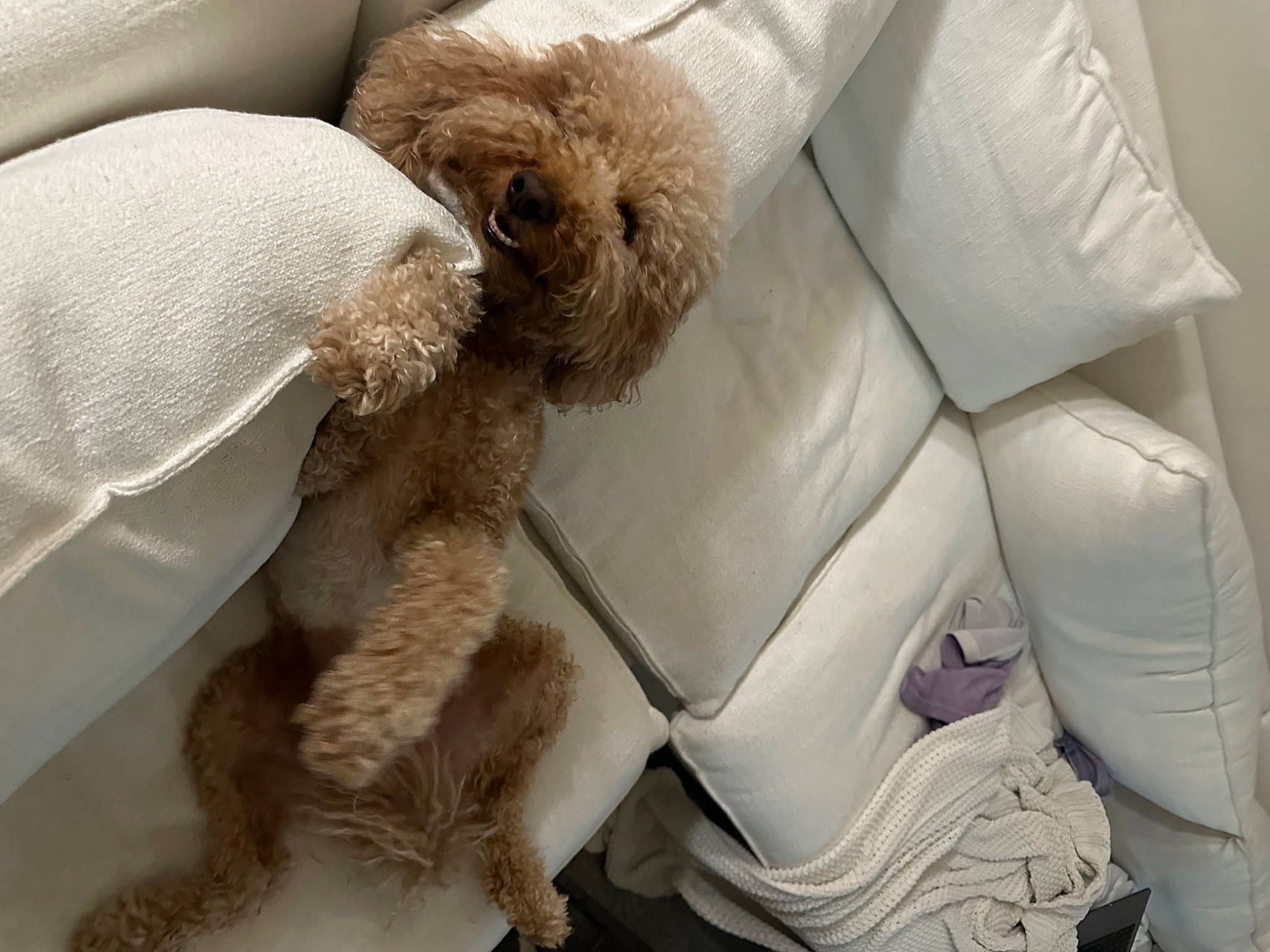 Doodle Ballin is registered to the contest to win money with this photo: canidae, car_seat, car_seat_cover, carnivore, comfort, companion_dog, couch, dog, dog_breed, fawn, fur, glasses, linens, pillow, poodle, sporting_group, stuffed_toy, throw_pillow, toy_dog, working_animal