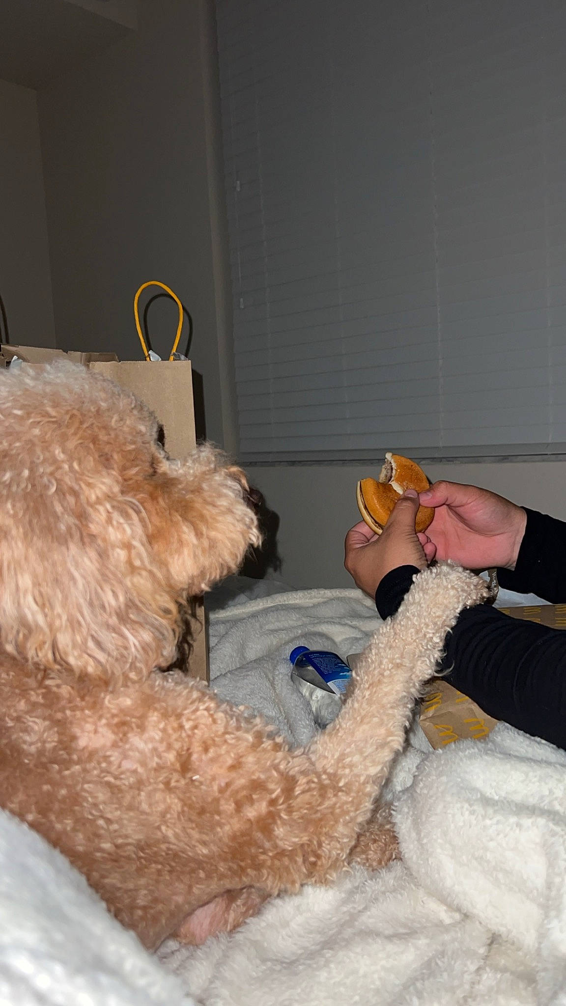 Doodle Ballin joined the competition — help win amazing prizes! airedale_terrier, canidae, carnivore, comfort, companion_dog, dog, dog_breed, fur, labradoodle, poodle, room, small_terrier, sporting_group, stuffed_toy, sunglasses, teddy_bear, terrier, toy, toy_dog, vertebrate