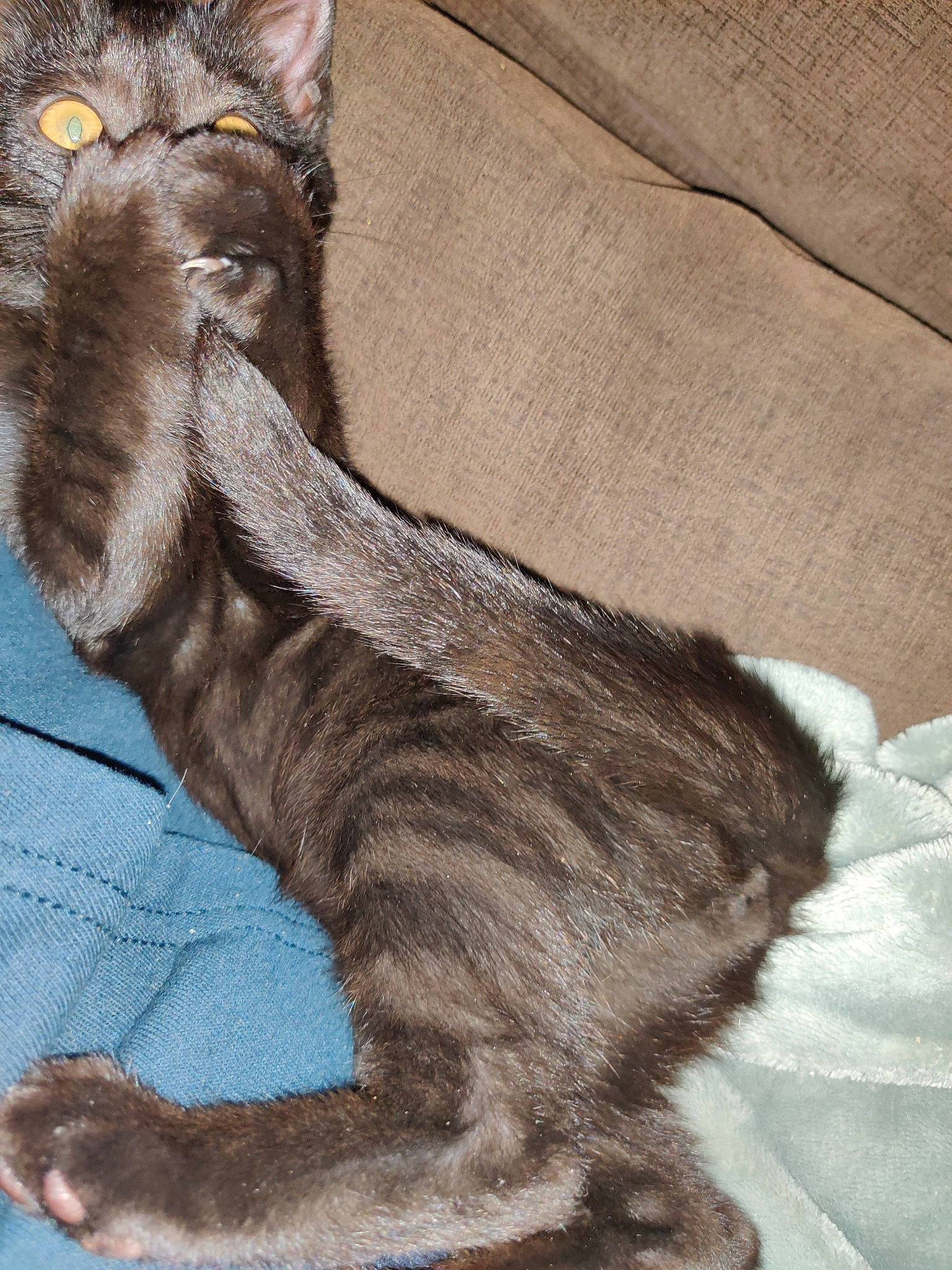 Kinder a rejoint le concours — aidez-le/la à gagner de superbes lots ! asian, carnivore, cat, claw, devon_rex, european_shorthair, felidae, fur, german_rex, maine_coon, mammal, norwegian_forest_cat, oriental_longhair, rex_cat, small_to_medium_sized_cats, tabby_cat, tail, whiskers