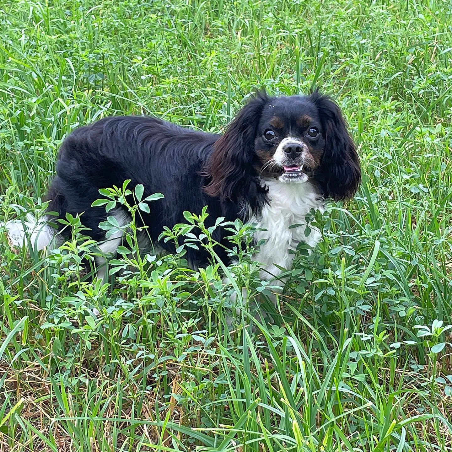 Obie is registered to the contest to win money with this photo: animal, canine, cockerspaniel, dog, field, grass, grassland, green, herbal, herbs, land, lawn, nature, outdoors, papillon, pet, plant, puppy, tree, vegetation
