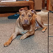 Capone joined the competition — help win amazing prizes! dog, brown_dog, carpet, living_room, couch, coffee_table, slipper, furniture, pet, indoors, animal, relaxed, ears, looking_at_camera, floor, home, domestic, canine, resting, mammal
