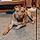 Capone