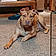 Capone