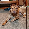 dog, brown_dog, carpet, living_room, couch, coffee_table, slipper, furniture, pet, indoors, animal, relaxed, ears, looking_at_camera, floor, home, domestic, canine, resting, mammal