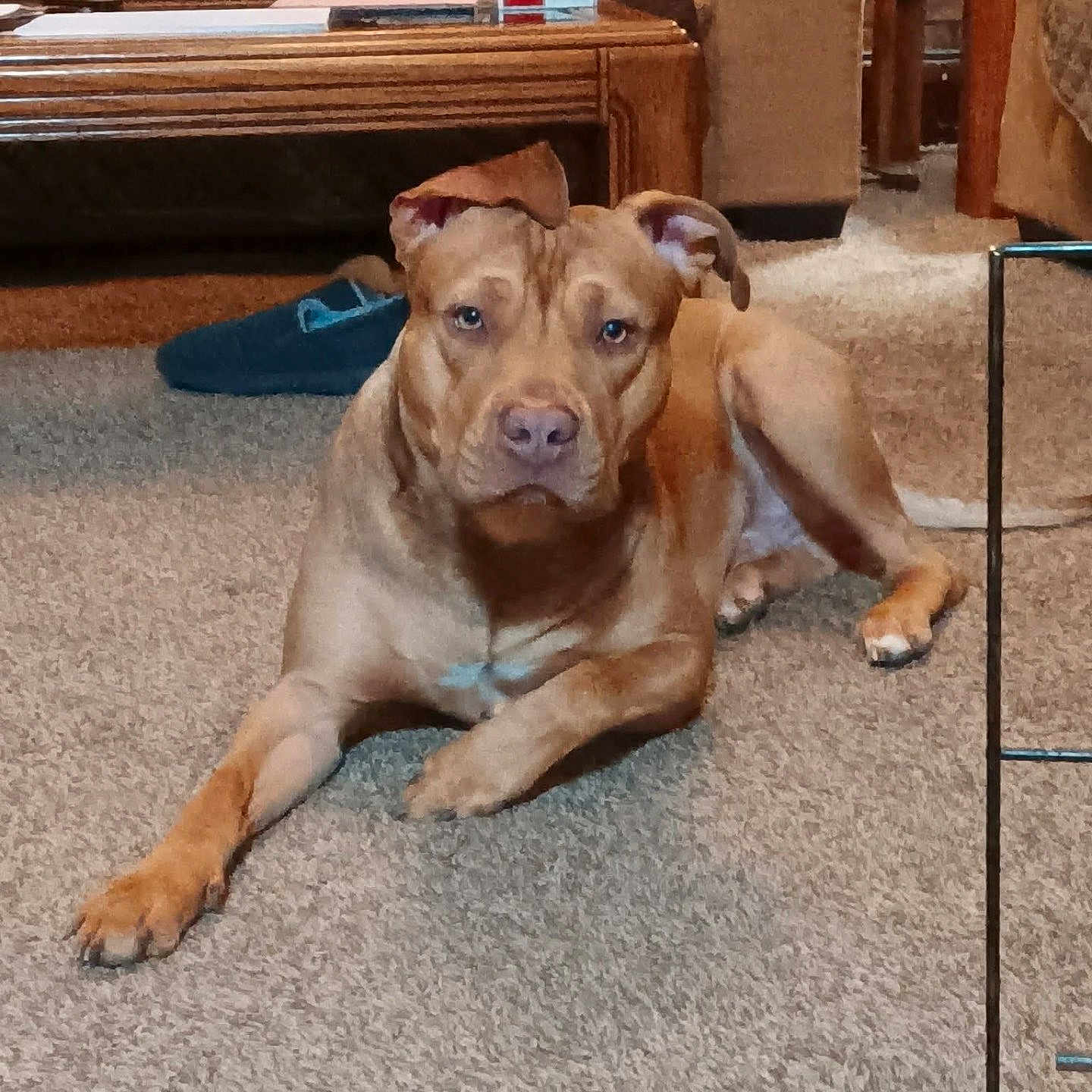 Capone joined the competition — help win amazing prizes! dog, brown_dog, carpet, living_room, couch, coffee_table, slipper, furniture, pet, indoors, animal, relaxed, ears, looking_at_camera, floor, home, domestic, canine, resting, mammal