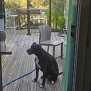Raven participe au concours pour gagner de l'argent avec cette photo : dog, black_and_white, pet, sitting, outdoor, deck, patio, garden, wooden_floor, chairs, table, backyard, trees, plants, hose, doorway, lanterns, sunlight, relaxed, portrait