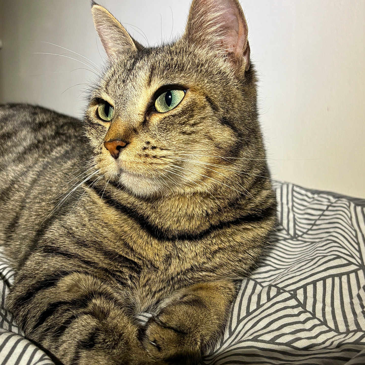Bella participe au concours pour gagner de l'argent avec cette photo : abyssinian, angora, animal, armchair, blanket, cat, chair, couch, cushion, egyptiancat, furniture, homedecor, kitten, manx, pet