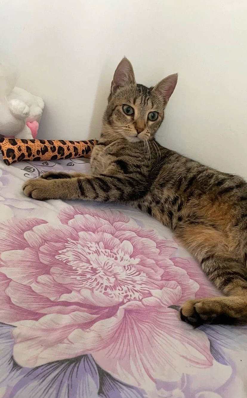 Bella participe au concours pour gagner de l'argent avec cette photo : art, bed, carnivore, cat, comfort, cut_flowers, domestic_short_haired_cat, felidae, floral_design, fur, linens, magenta, pattern, paw, peach, petal, small_to_medium_sized_cats, whiskers