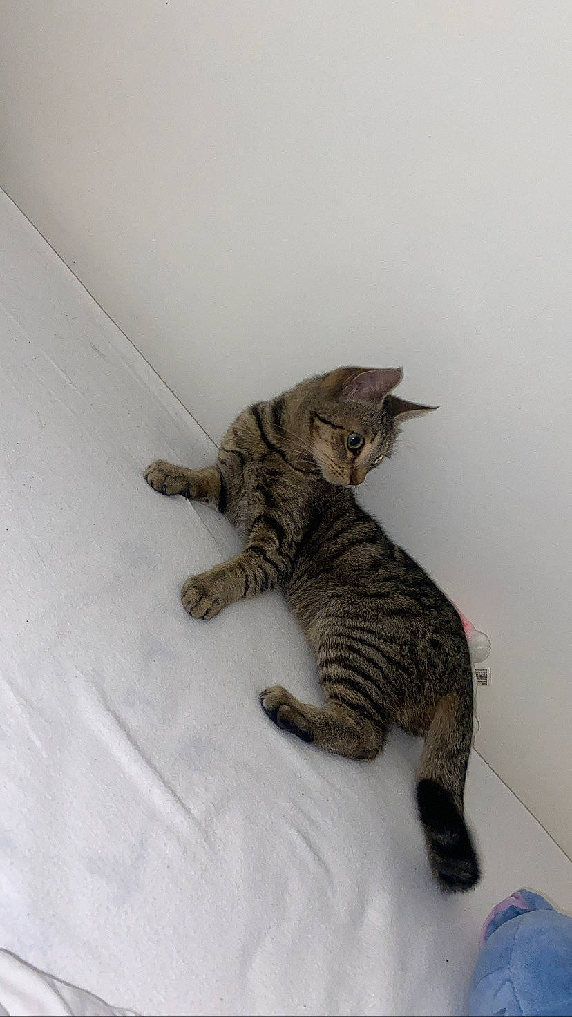 Bella participe au concours pour gagner de l'argent avec cette photo : art, carnivore, cat, claw, domestic_short_haired_cat, felidae, foot, fur, mammal, paw, small_to_medium_sized_cats, snout, tail, terrestrial_animal, whiskers, wildlife