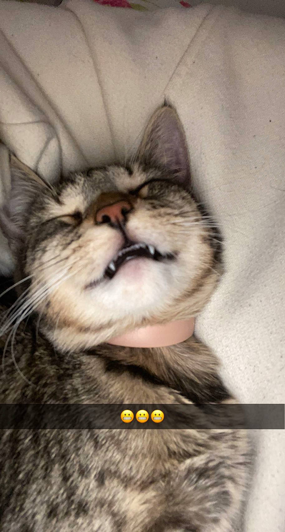 Bella a rejoint le concours — aidez-le/la à gagner de superbes lots ! carnivore, cat, claw, domestic_short_haired_cat, fang, felidae, font, fur, gesture, happy, moustache, nap, paw, photo_caption, sleep, small_to_medium_sized_cats, snout, terrestrial_animal, whiskers, wildlife