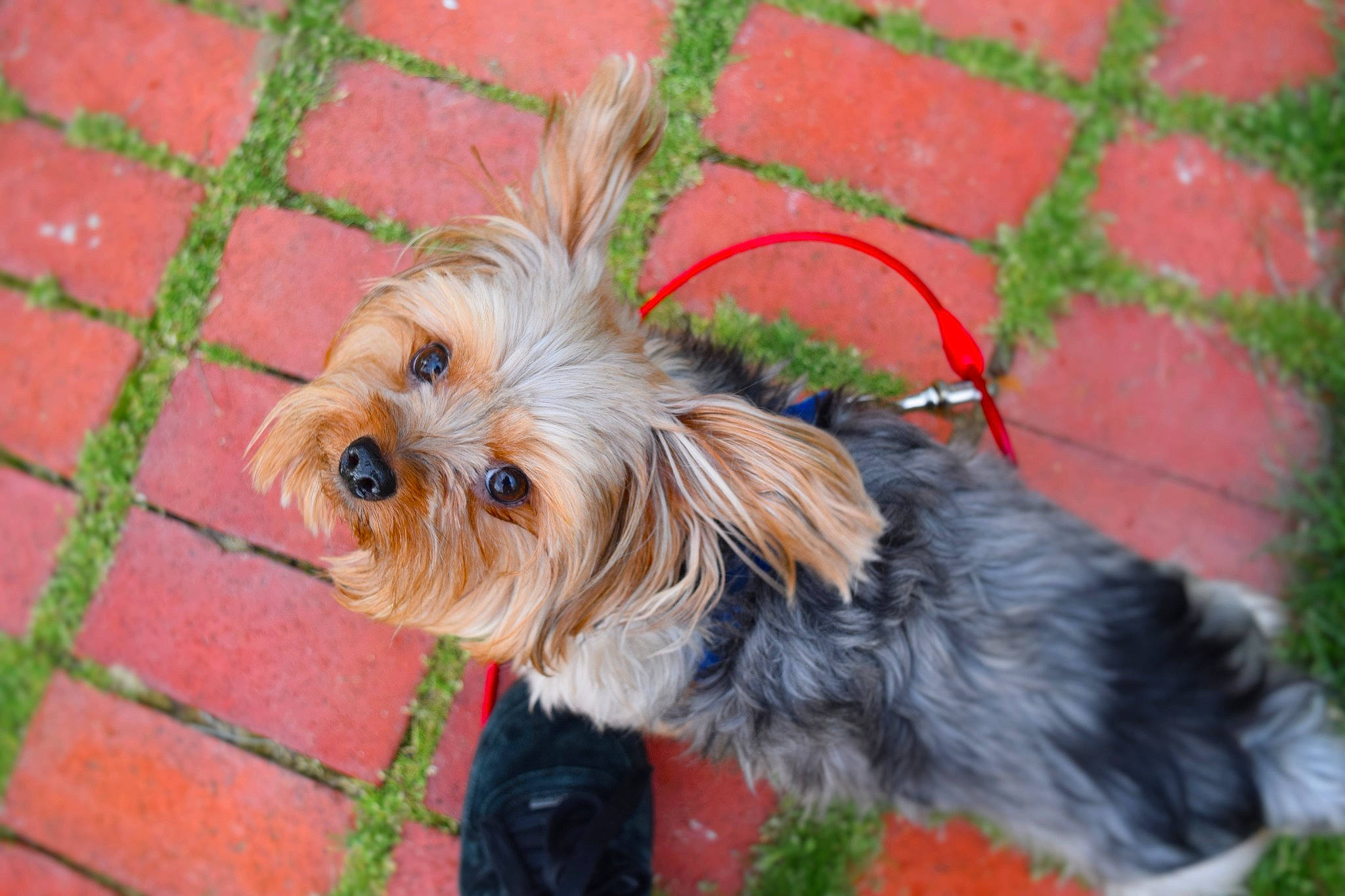 Diesel joined the competition — help win amazing prizes! brick, canidae, carnivore, collar, companion_dog, dog, dog_breed, dog_collar, dog_supply, fashion_accessory, fawn, grass, leash, pet_supply, plant, small_terrier, snout, sporting_group, toy_dog, working_animal