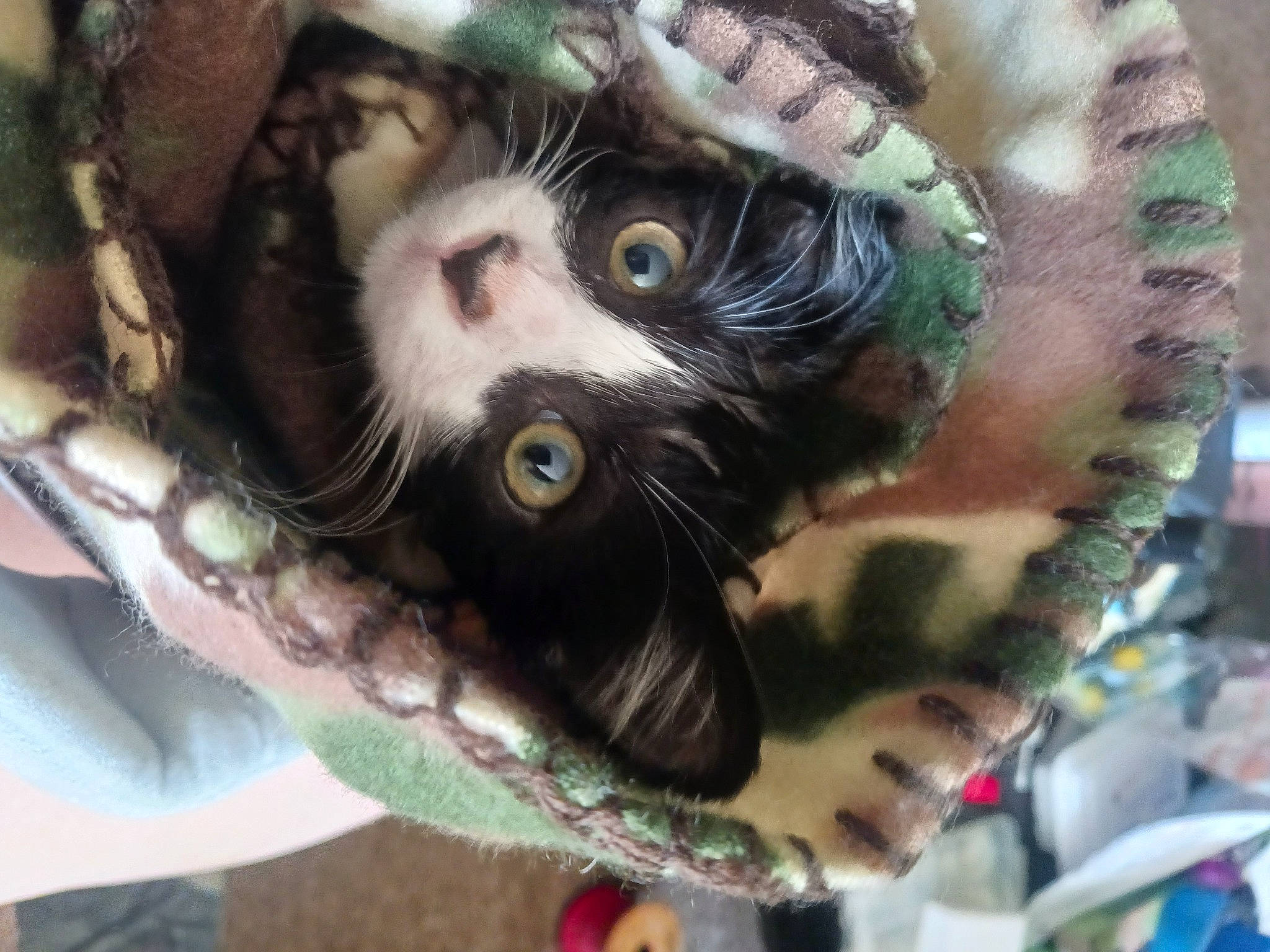 Spooky is registered to the contest to win money with this photo: claw, close_up, event, eyelash, fawn, feather, felidae, fictional_character, fur, grass, mask, small_to_medium_sized_cats, snout, terrestrial_animal, whiskers, wildlife