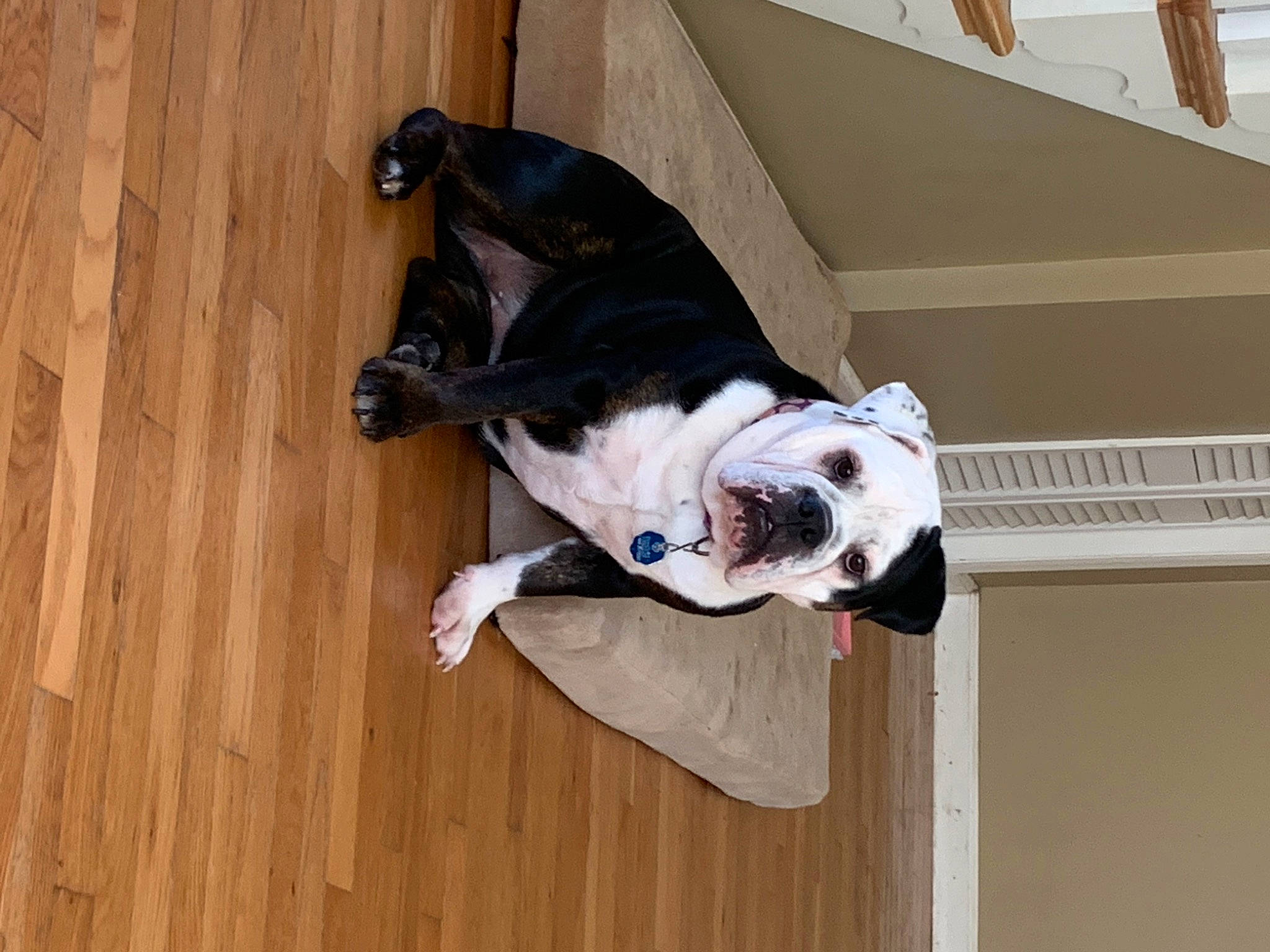 Brooklyn joined the competition — help win amazing prizes! canidae, carnivore, collar, comfort, companion_dog, dog, dog_breed, dog_collar, fawn, floor, flooring, fur, hardwood, mammal, snout, sporting_group, tail, vertebrate, wood, working_animal