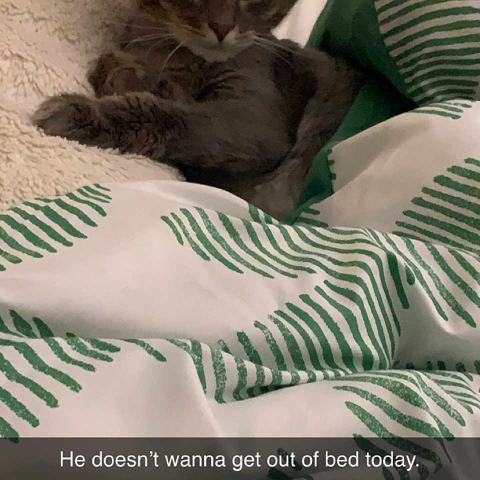 Trooper is registered to the contest to win money with this photo: bed, bed_sheet, bedding, carnivore, cat, comfort, domestic_short_haired_cat, felidae, font, fur, green, grey, linens, pattern, photograph, pillow, room, small_to_medium_sized_cats, textile, whiskers