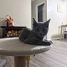Dulce Vivian-Cortez is registered to the contest to win money with this photo: cat, gray_cat, cat_tree, indoor, furniture, floor, table, chair, toy, bag, home_interior, pet, animal, cute, relaxed, looking, whiskers, ears, paws, cozy