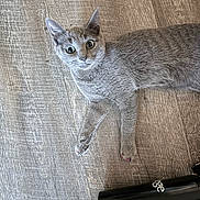 Dulce Vivian-Cortez is registered to the contest to win money with this photo: cat, gray_cat, wide_eyes, pink_claws, wooden_floor, flooring, pet, animal, feline, curious, indoor, closeup, lying_down, black_object, cylindrical_object, domestic_animal, whiskers, ears, paws, fur