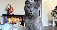 Dulce Vivian-Cortez is registered to the contest to win money with this photo: cat, gray_cat, fake_nails, colorful_nails, blanket, ribbon, plush_toys, shelf, living_room, flooring, chair, person, table, indoor, pet, curious, soft_surface, head_tilt, cute, domestic_animal