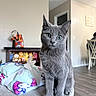 cat, gray_cat, fake_nails, colorful_nails, blanket, ribbon, plush_toys, shelf, living_room, flooring, chair, person, table, indoor, pet, curious, soft_surface, head_tilt, cute, domestic_animal