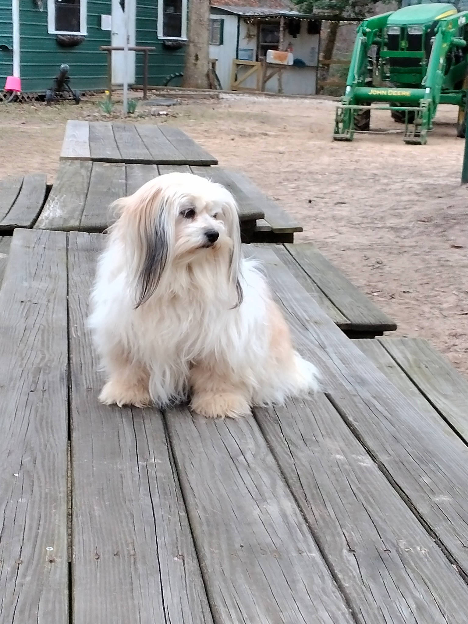 Trinket is registered to the contest to win money with this photo: building, canidae, carnivore, companion_dog, deck, dog, dog_breed, fur, hardwood, outdoor_furniture, plank, plant, porch, sporting_group, tire, toy_dog, tree, window, wood, working_animal