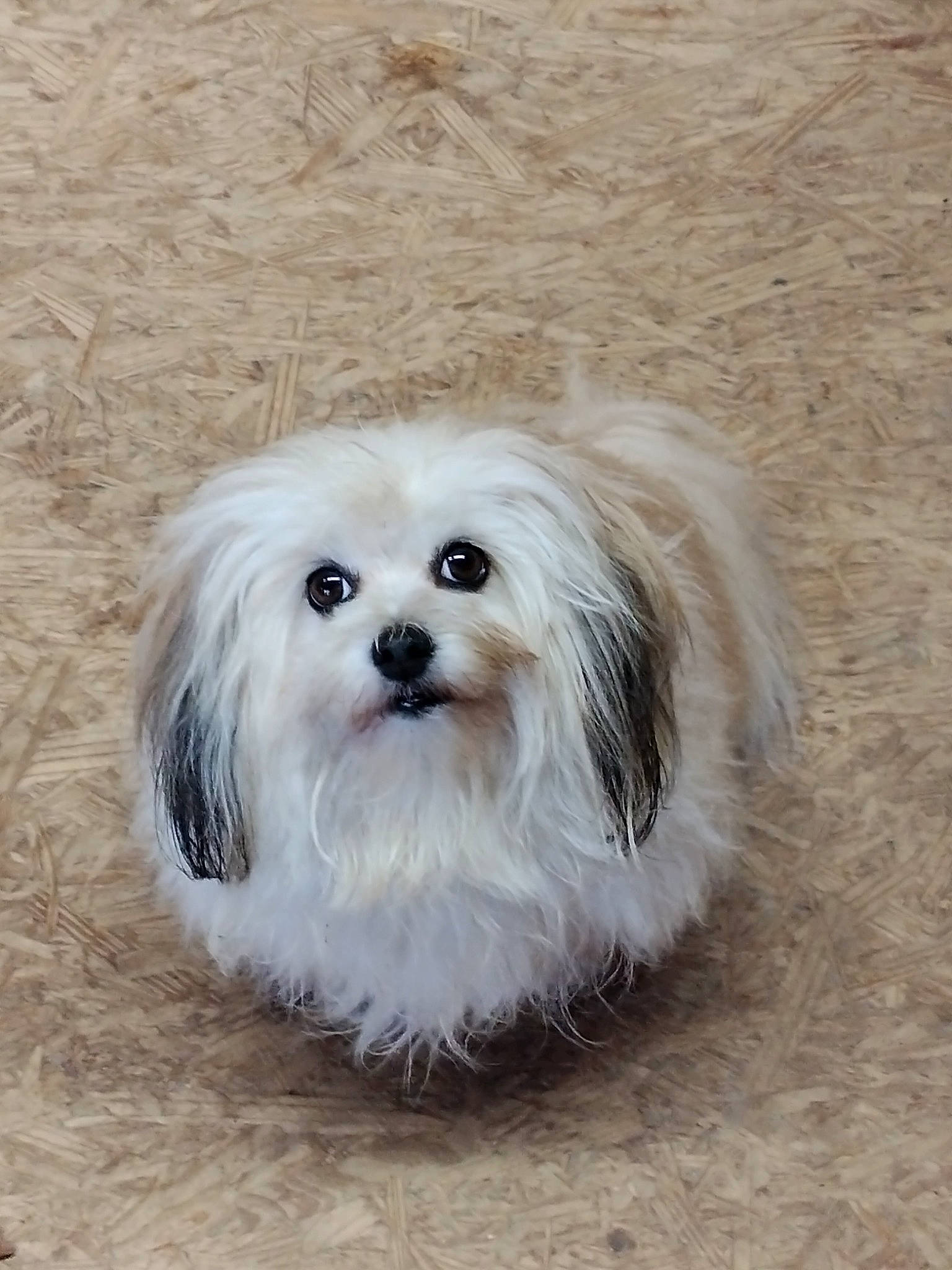 Trinket is registered to the contest to win money with this photo: canidae, carnivore, companion_dog, dog, dog_breed, fur, mal_shi, maltepoo, non_sporting_group, small_terrier, snout, sporting_group, terrier, toy_dog, whiskers, working_animal