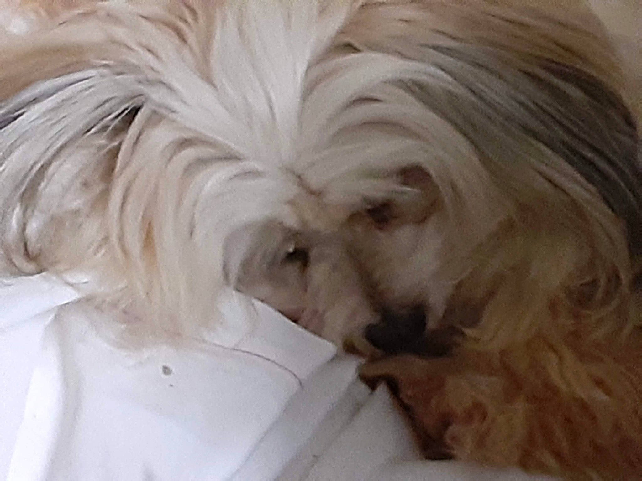 Trinket is registered to the contest to win money with this photo: canidae, carnivore, comfort, companion_dog, dog, dog_breed, eye, fur, liver, maltepoo, puppy, shih_poo, small_terrier, snout, sporting_group, terrestrial_animal, terrier, toy_dog, whiskers, working_animal