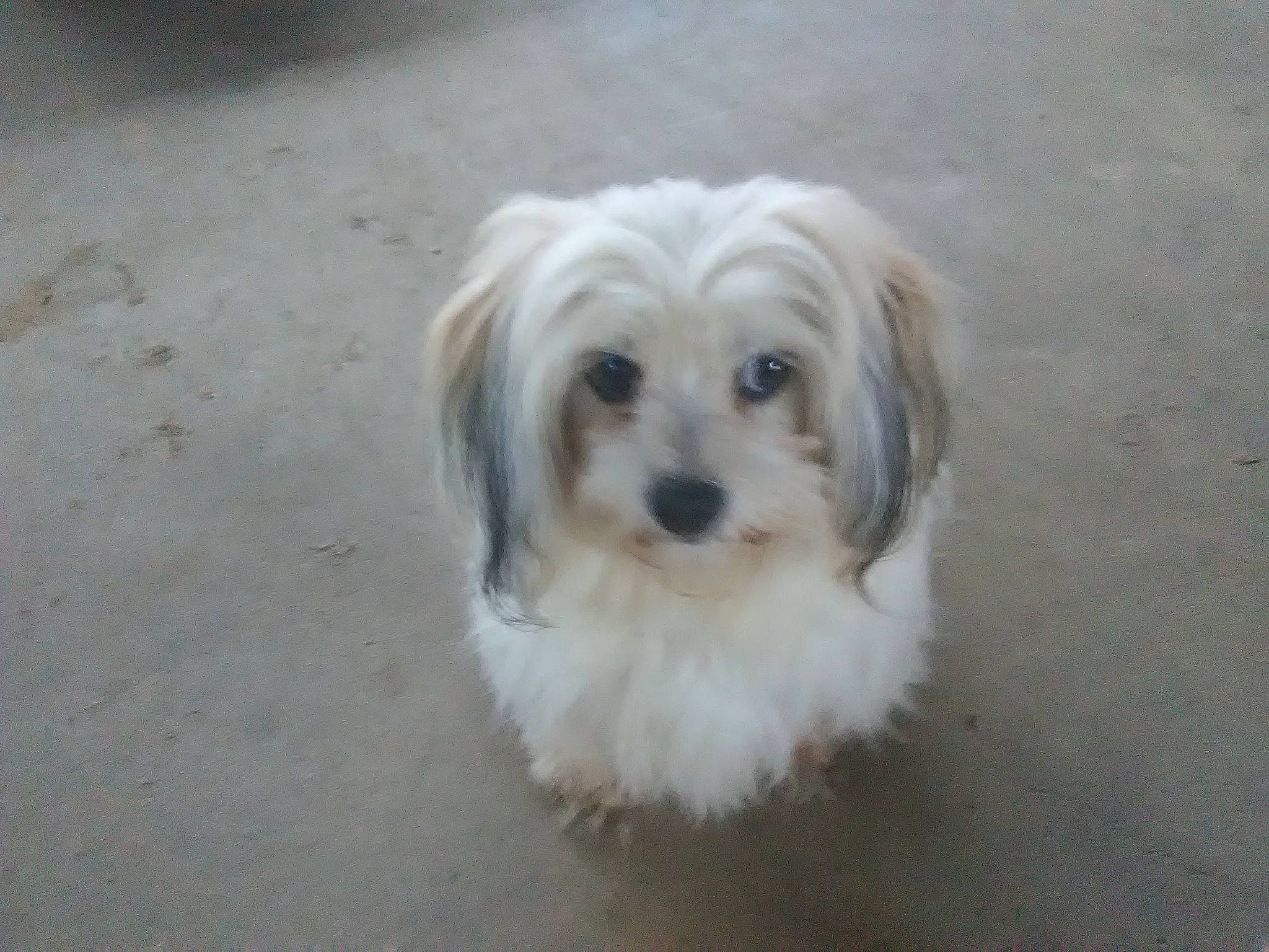 Trinket joined the competition — help win amazing prizes! canidae, carnivore, companion_dog, dog, dog_breed, eye, fawn, fur, liver, mal_shi, maltepoo, poodle_crossbreed, shih_poo, small_terrier, snout, sporting_group, terrier, toy_dog, working_animal, yorkipoo